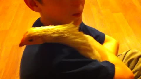 Our pet chicken loved Nick!