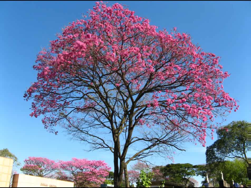 IPÊ ROXO ( Tabebuia impetiginosa ) serve para alergia e anemia