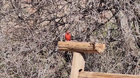 Filming Wildlife and Hiking in Palo Duro Canyon!!