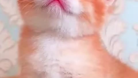 Cute kittie in the world