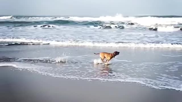 Brown dog running along edge of water at beach in slomo