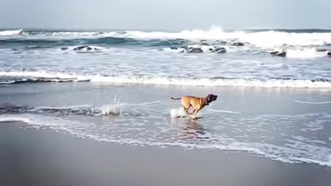 Brown dog running along edge of water at beach in slomo