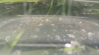 Fresh hatched mystery snails first steps