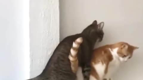 Beautiful cat 🐈 in trouble 😉