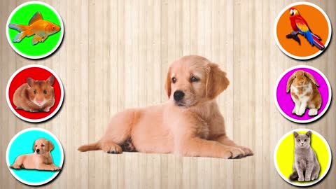 PETS Dog, Fish, Cat, Hamster, Rabbit, Parrot