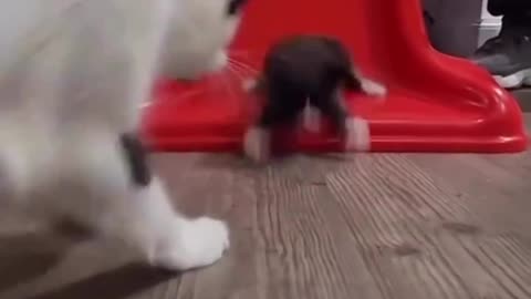 Kitty goes down the slide.