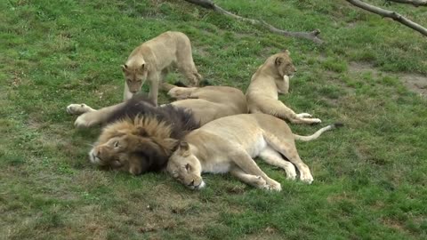 Animal Having Fun on the First Day of Spring