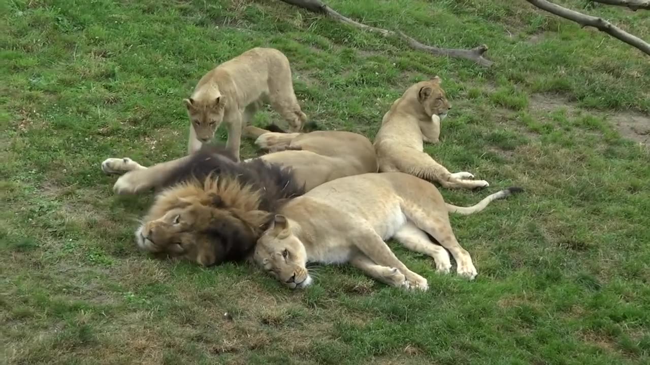 Animal Having Fun on the First Day of Spring