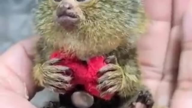 New animal funny video