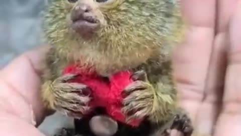New animal funny video