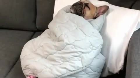 A sleeping dog.