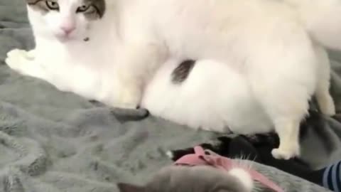 Lindos Gatitos Cute kittens Gatos Cats #2 😂​😺