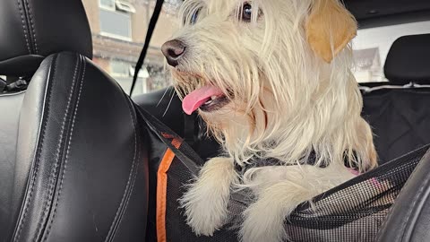 Car Seat Cover For Dogs | Nonslip & Waterproof Cover for Bench Back Seat