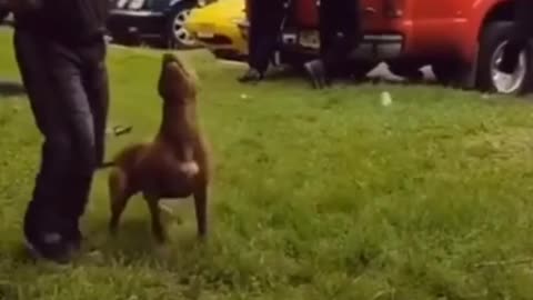 Smart dog training video // Dag training tricks