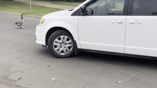 Geese among cars in street