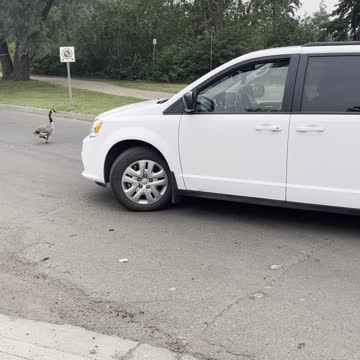 Geese among cars in street
