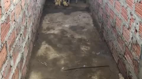 Amazing !!! Mother Chicken protects the Chicks from King Cobra
