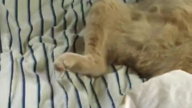 Cat on striped bed laying like human