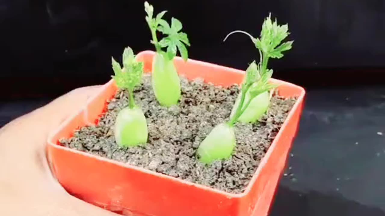 Simple method to grow grape vines directly from the fruit itself