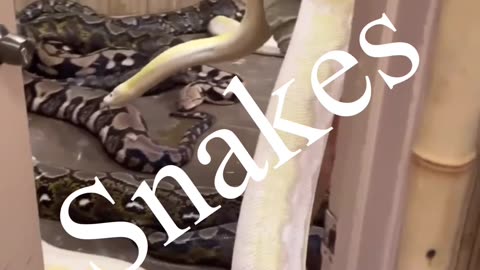 Like Snakes ?