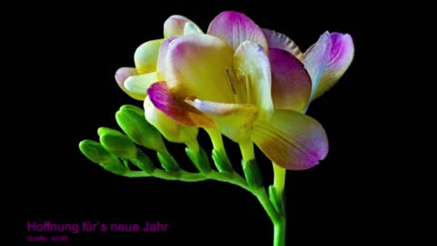 Hoffnung für`s neue Jahr