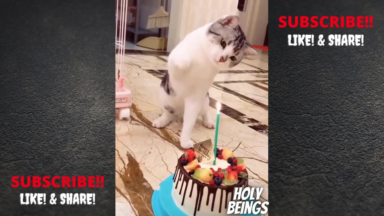 TOP 10 Owner Pranking Cats Sh*tless Videos | Hilarious Cats compilation | Cat Pranks | Holy Beings