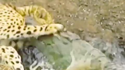 Crocodile 🐊 attack to tiger 🐅| Ozana AnimalLife|Yt short video.