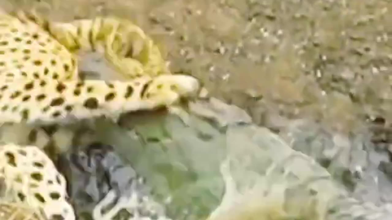 Crocodile 🐊 attack to tiger 🐅| Ozana AnimalLife|Yt short video.