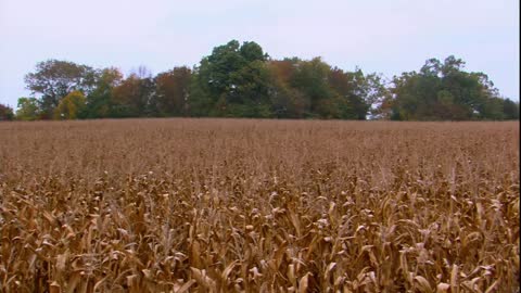 When the harvest season comes, the fields are ripe