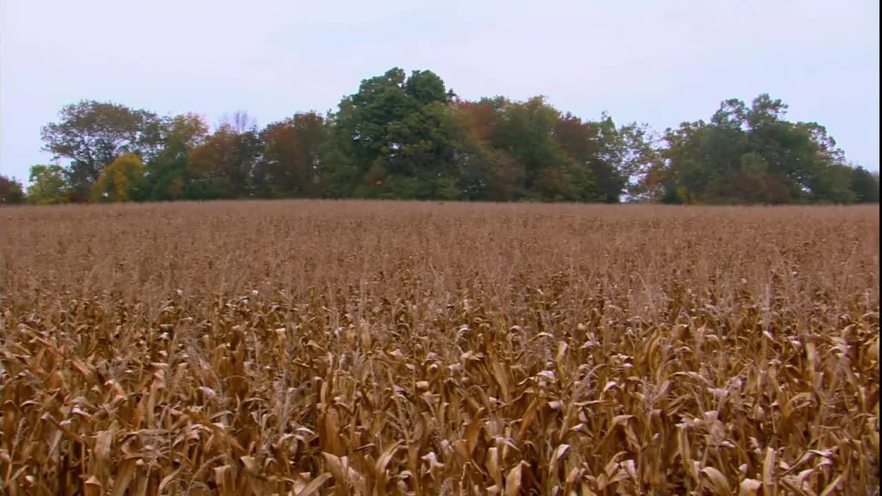 When the harvest season comes, the fields are ripe
