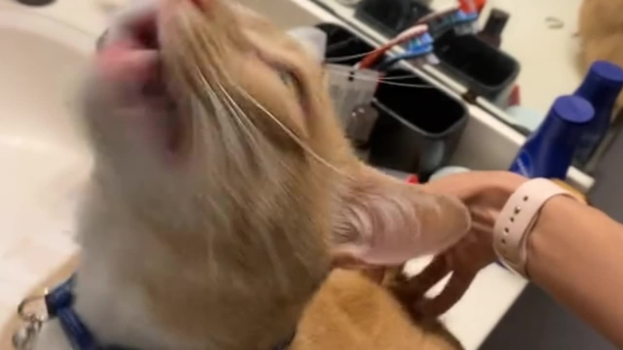 His younger sister's cat gets absolutely wild for a butt scratch! 🐱😂😂😂