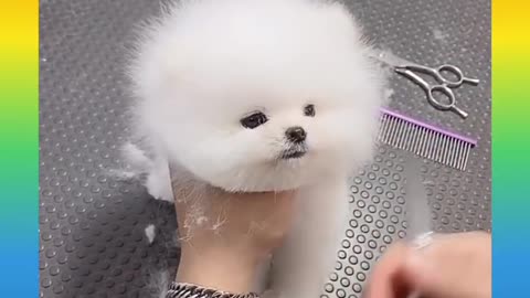 So cute and funny dog videos hair cutting