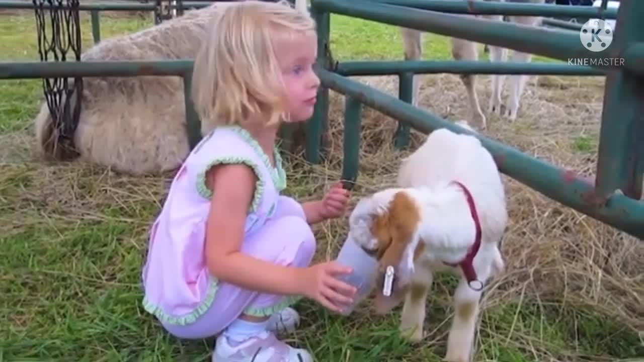 funny animal videos | animal life compilation | try to not augh