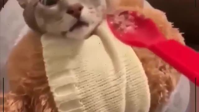 🐈 gato Engraçado😂