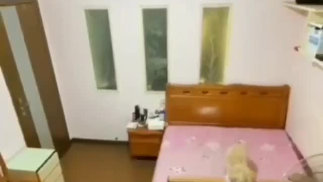Secret life of dog