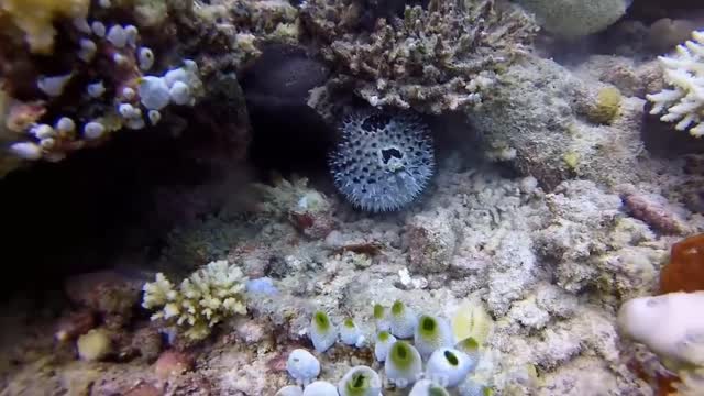 #1-Octopus vs Tiger Snake Eel. Combat dramatique en mer.