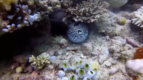 #1-Octopus vs Tiger Snake Eel. Combat dramatique en mer.