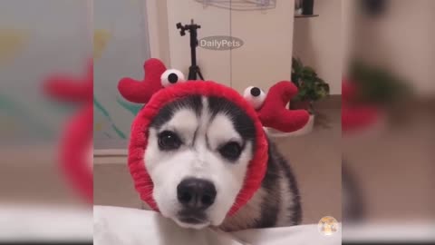 Dog Requesting Treat From His Owner