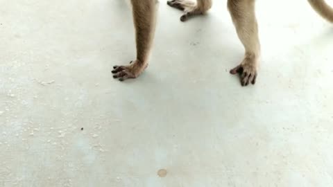 Monkey eating tomatoes really 🐒🤪
