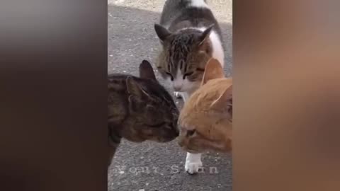 27 minutes of adorable cats and kittens videos to keep you smiling