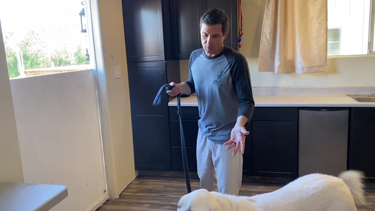 How to stop your dog from lunging, barking and pulling on leash