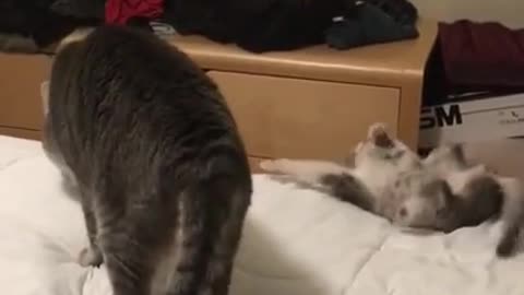 Funny and cute cats will make you laugh all day long🤣🤣 funny cats