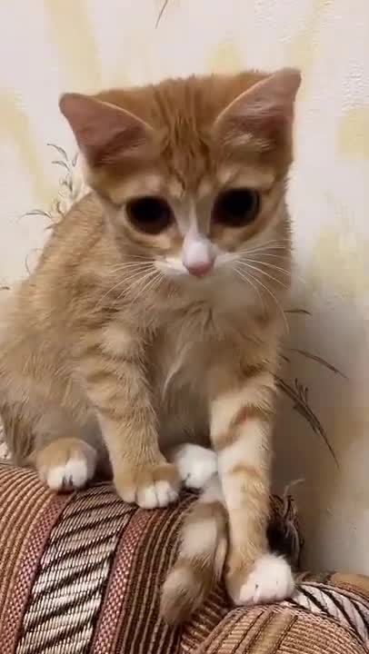 Cats and dogs _ cats meowing _ cats funny videos #shorts