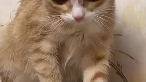 Cats and dogs _ cats meowing _ cats funny videos #shorts