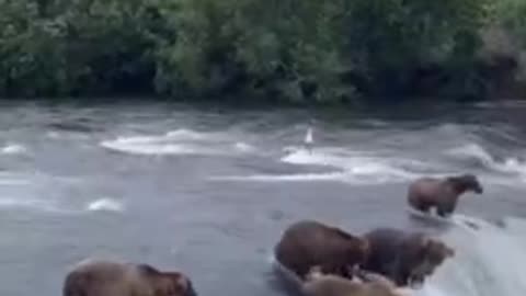 DA 🐻 BEARS