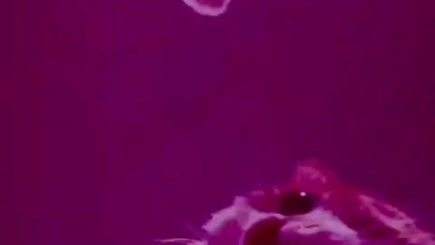 Funny animal videos - Funny cats / dogs - Funny animals