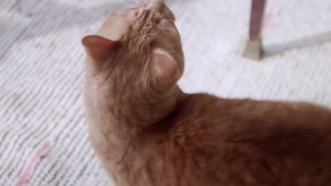 😀Funny Cat Video | Check Out My Merch!👍✨❤️‍🔥