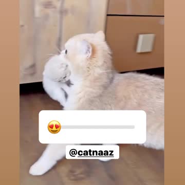 A mother bites her kitten and moves it