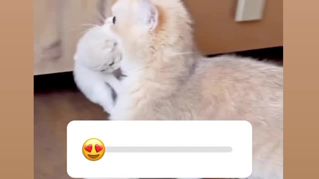 A mother bites her kitten and moves it