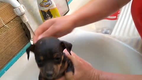 Pinscher puppy taking the first bath _ 1st crying puppy bath